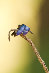 Zenithoptera fasciata