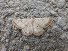 Selidosema brunnearia