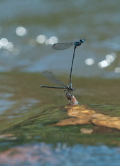 Argia insipida