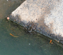 Lithobates zweifeli