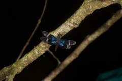 Zenithoptera fasciata