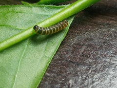 Methona themisto