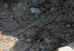 Acanthodactylus schreiberi