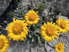 Erigeron aureus