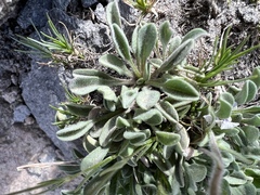 Erigeron aureus