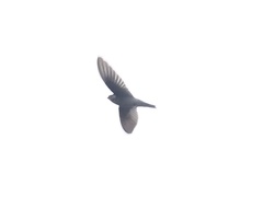 Aerodramus germani