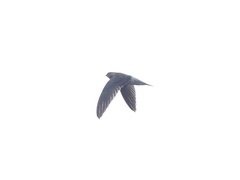 Aerodramus germani