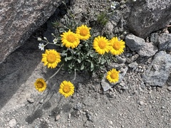 Erigeron aureus