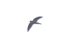 Aerodramus germani