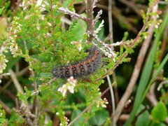Acronicta menyanthidis