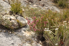 Erica curtophylla