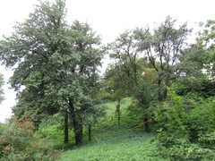 Pyrus communis communis