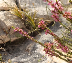 Erica curtophylla