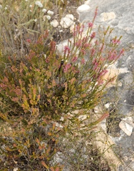 Erica curtophylla
