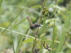 Prinia rufescens