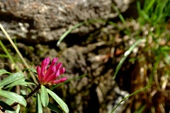 Daphne striata