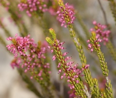 Erica curtophylla