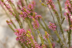 Erica curtophylla