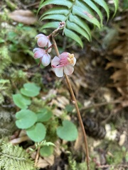 Pyrola aphylla