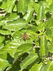 Meromacrus gloriosus