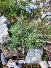 Artemisia lagocephala