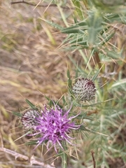 Cirsium tenoreanum