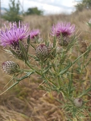 Cirsium tenoreanum