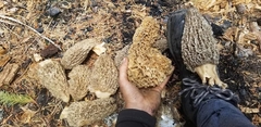 Morchella tomentosa