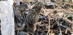 Morchella tomentosa