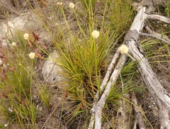 Ficinia praemorsa
