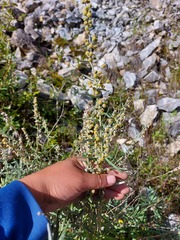 Artemisia lagocephala