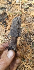 Morchella tomentosa