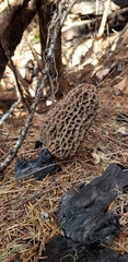 Morchella tomentosa