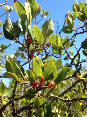 Rhamnus pirifolia