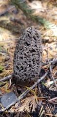 Morchella tomentosa