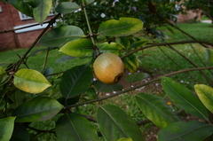 Posoqueria