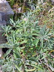 Artemisia lagocephala
