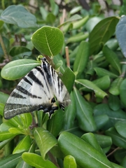Iphiclides podalirius