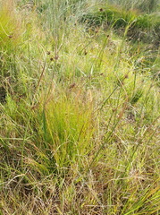 Cyperus polystachyos polystachyos