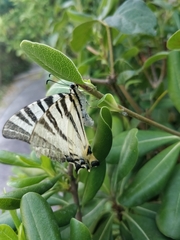 Iphiclides podalirius