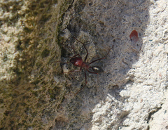Cataglyphis nodus