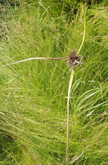Cyperus polystachyos polystachyos