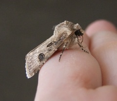 Agrotis bigramma