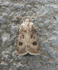 Agrotis bigramma