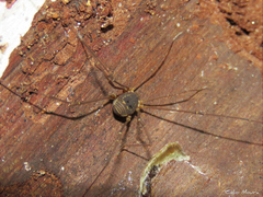 Cynorta unciscripta