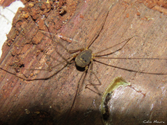 Cynorta unciscripta