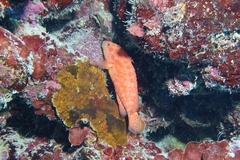 Cephalopholis spiloparaea