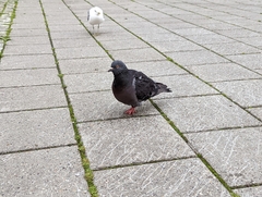 Columba livia domestica