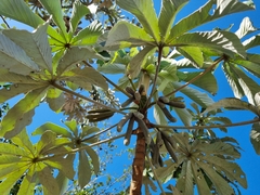 Cecropia pachystachya