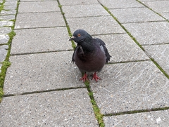 Columba livia domestica